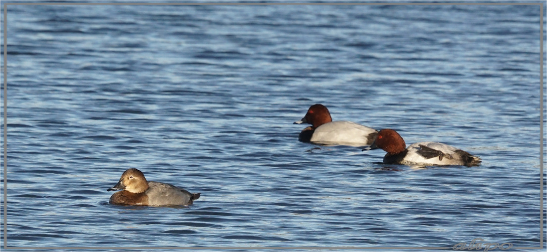 20161122_1502tafeleenden_vogelmeer2