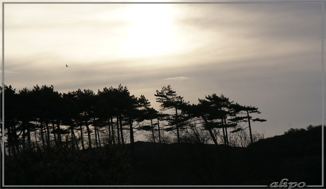 20161122_1516licht_duinen2